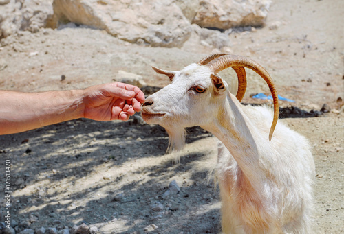 Plakat Koza i męska ręka w słoneczny dzień