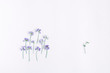 © Priia Studio - Conceptual composition of sweet pea flowers isolated on white background. 'One against society' concept. Flat lay, top view
