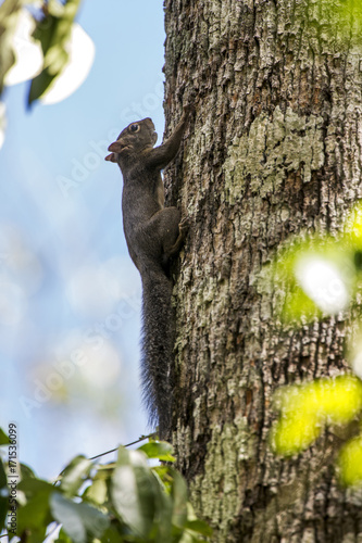 Zdjęcie XXL Caxinguelę (Guerlinguetus ingrami) Brazylijska wiewiórka sfotografowana w Linhares, Espírito Santo - południowo-wschodnia Brazylia. Atlantic Forest Biome.