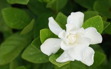 White Gardenia Flower (Gardenia Jasminoides) With Rain Drops