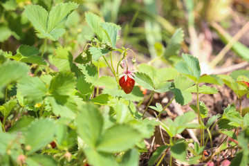 Sticker - Strawberry plants growing in garden