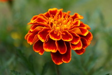 Zoomed In Orange Flower