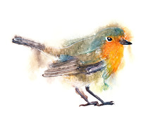 Watercolor Art Illustration With Robin Bird