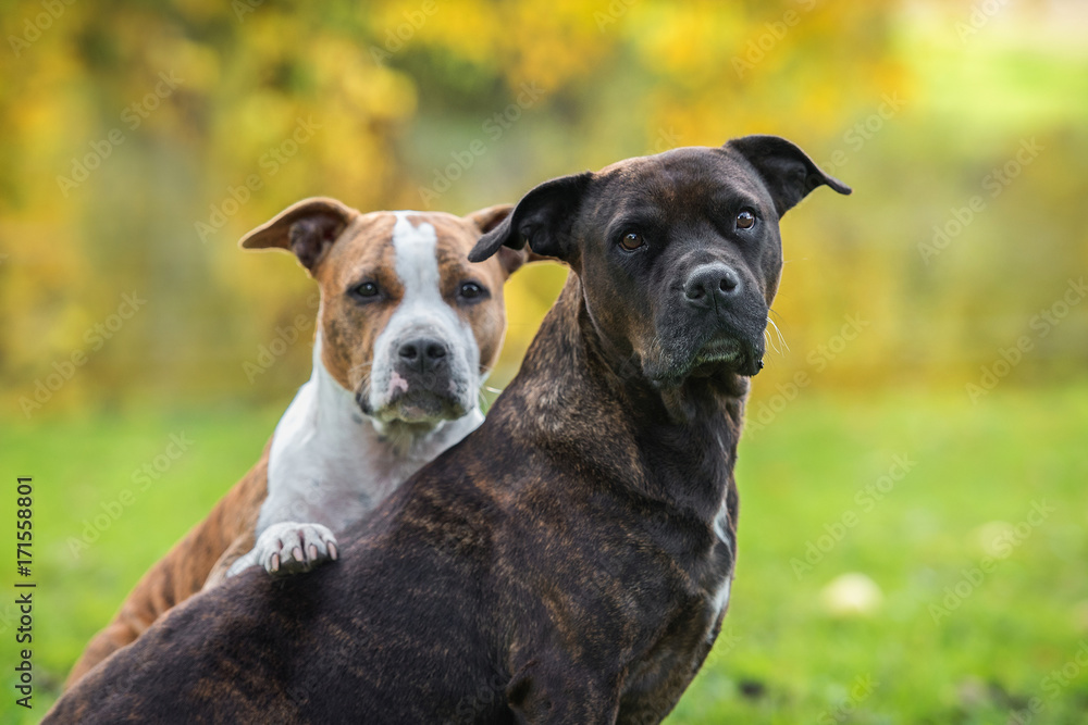 American staffordshire terrier dogs in autumn - obrazy, fototapety, plakaty 