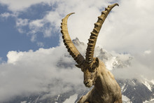 Alpine Ibex On A Background Of Mountains.