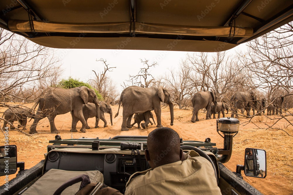 observing Elephants crossing the road, Chobe River, Chobe National Park - obrazy, fototapety, plakaty 
