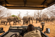 Observing Elephants Crossing The Road, Chobe River, Chobe National Park