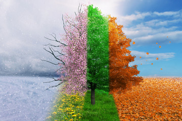 four season tree