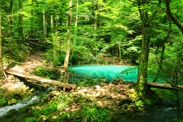 Canvas Print - River source in the mountainous forest