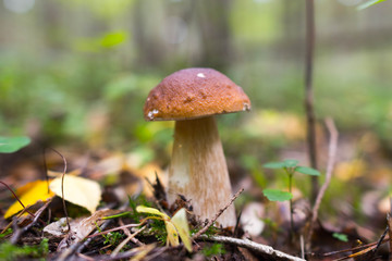 Poster - white edible mushroom boletus close-up on nature background