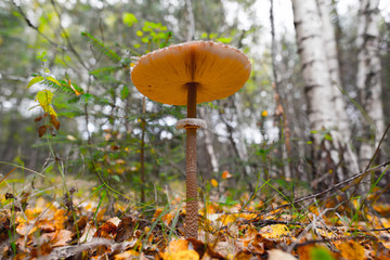 Canvas Print - edible mushroom umbrella on a forest background