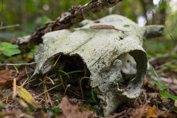 Sticker - skull of cattle against the background of nature