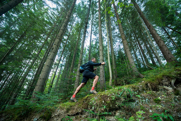 Wall Mural - Traveler with trekking poles walks in the mountain forest