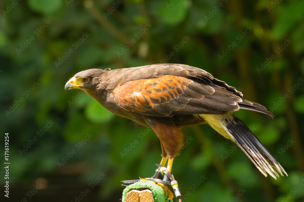 Photo Art Print Falco Pellegrino Europosters