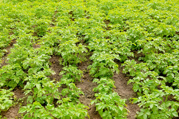 Sticker - Potato plants growing in garden