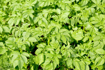 Sticker - Potato plants, closeup