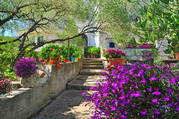 beautiful flowers garden plants