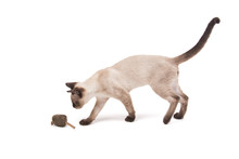 Young Siamese Cat Walking Towards A Toy Mouse, On White