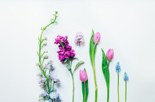 Spring Flowers Arranged On A White Background