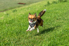Chihuahua Running