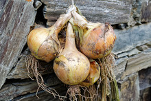 Bunch Of Yellow Onions Hanging And Drying Next To A Rustic Stone Wall.