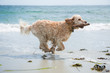 © Cara Slifka/Stocksy - Dog runs on the beach with a stick