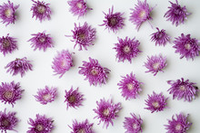 Purple Daisies On A White Background