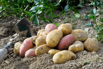 Wall Mural - Freshly dug up heap of red and yellow potatoes lying on soil next to hoe.