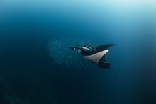A  Manta Ray Swimming With A School Of Jack Fishes In The Blue Water Of The Ocean