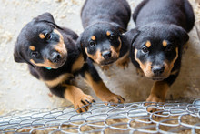 Adorable Rottweiler Puppies In A Pen With Sawdust