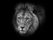 Lion head black and white