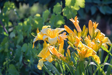 Beautiful Yellow Daylilies In Garden Close Up