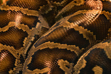 Snake Skin Pattern Close Up