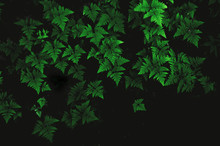 Abstract Green Plants Background