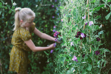 Sweet Peas Growing In A Garden, And In The Background, A Little Girl Picking Them.