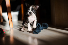 Bruce The Boston Terrier/Pug As A Puppy