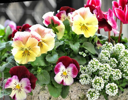 カラフルな春の花の寄せ植え ガーデニング Buy This Stock Photo And Explore Similar Images At Adobe Stock Adobe Stock