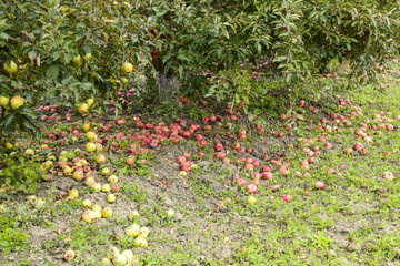 Wall Mural - Apple orchard. Rows of trees and the fruit of the ground under t