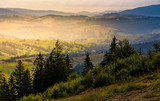 Fototapeta Góry - spruce forest on hills at foggy sunrise. gorgeous mountainous countryside landscape in summer. view from high altitude