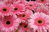 Pink gerbera flowers close up.
