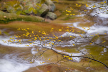 Autumn Yellow Forest And Stone River Stream.