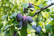 Ripe purple plums on the branch before harvesting, autumn time