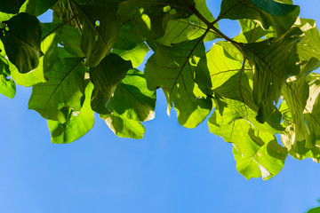 Green teak leaves and blue sky background and texture.