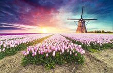 Landscape With Tulips, Traditional Dutch Windmills And Houses Near The Canal In Zaanse Schans, Netherlands, Europe