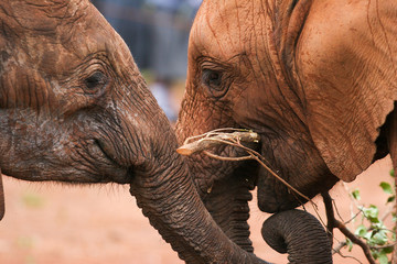 Two young elephants share the same branch