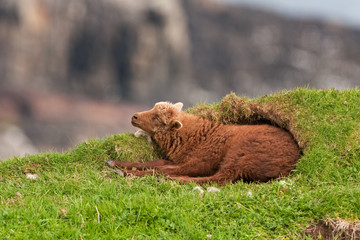 Sticker - Sheep, Faroe island