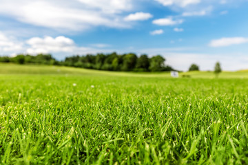 Green golf course with blue sky.