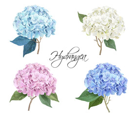 Wall Mural - Hydrangea realistic illustration set