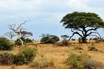 Wall Mural - kenya, amboseli park, africa