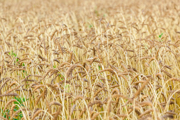 Wheat field close up of ears